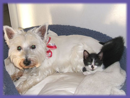 westie/kitten &ldquo;pet sitting Costa Mesa&rdquo;
