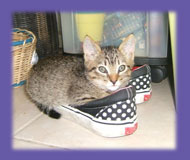kitten in shoe &ldquo;cat sitter&rdquo;