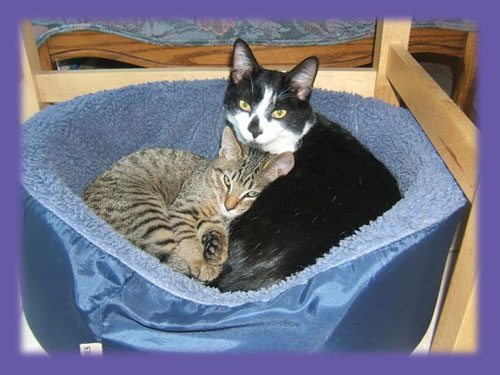 2 cats “Fountain Valley pet sitter”