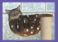 cat with head popping up &ldquo;Cat sitting&rdquo;