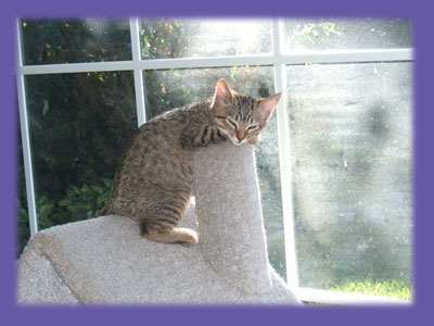   Kitten sleeping “Huntington Beach pet sitter”