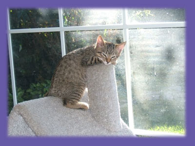 &nbsp;&nbsp;Kitten sleeping &ldquo;Huntington Beach pet sitter&rdquo;