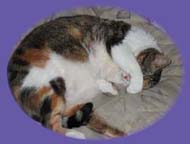 sleeping kitty &ldquo;in-home pet sitting&rdquo;
