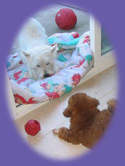 our pets