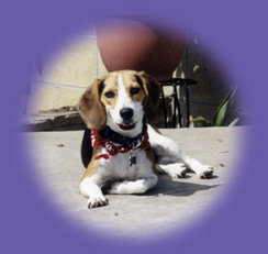 Beagle “dog walker”