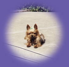 Yorkie laying down &ldquo;Newport Beach pet sitting&rdquo;