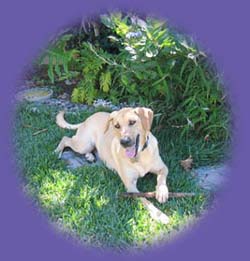&nbsp; Yellow lab &ldquo;dog day care&rdquo;
