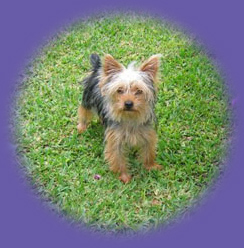 yorkie on grass &ldquo;dog care&rdquo;